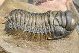 Zlichovaspis Trilobite With Crotalocephalina & Reedops #381179-2